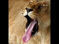 678 - LIONESS YAWNING - SWINYARD BRIAN - united kingdom